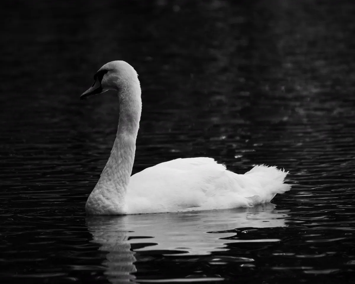 White swan against dark water in monochrome